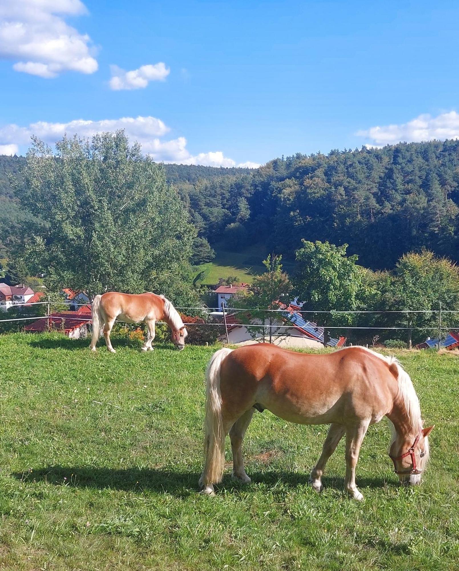 Bergfeldhof Villa Haingrund Eksteriør billede